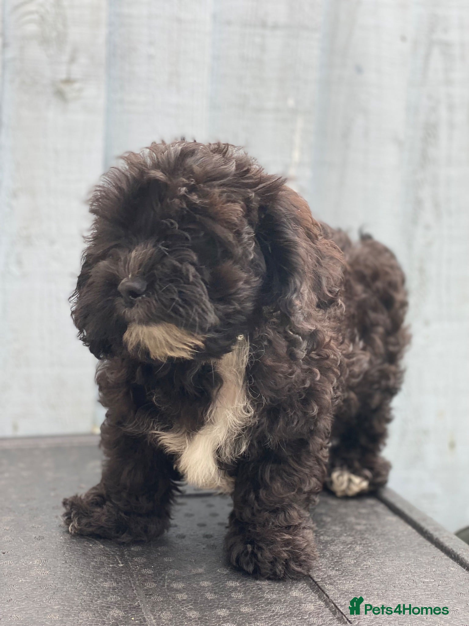 Shihpoo dogs Health Tested,READY TO GO - Advert 2