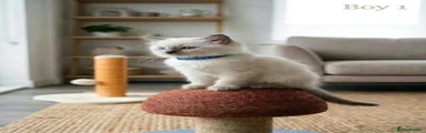 Ragdoll 1