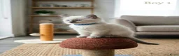 Ragdoll cats for sale: Beautifull chunky Ragdoll kittens - Advert 8