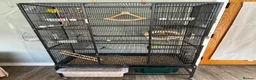 Budgerigars birds for sale: Two young budgies with cage and accessories in Llanidloes - Advert 3