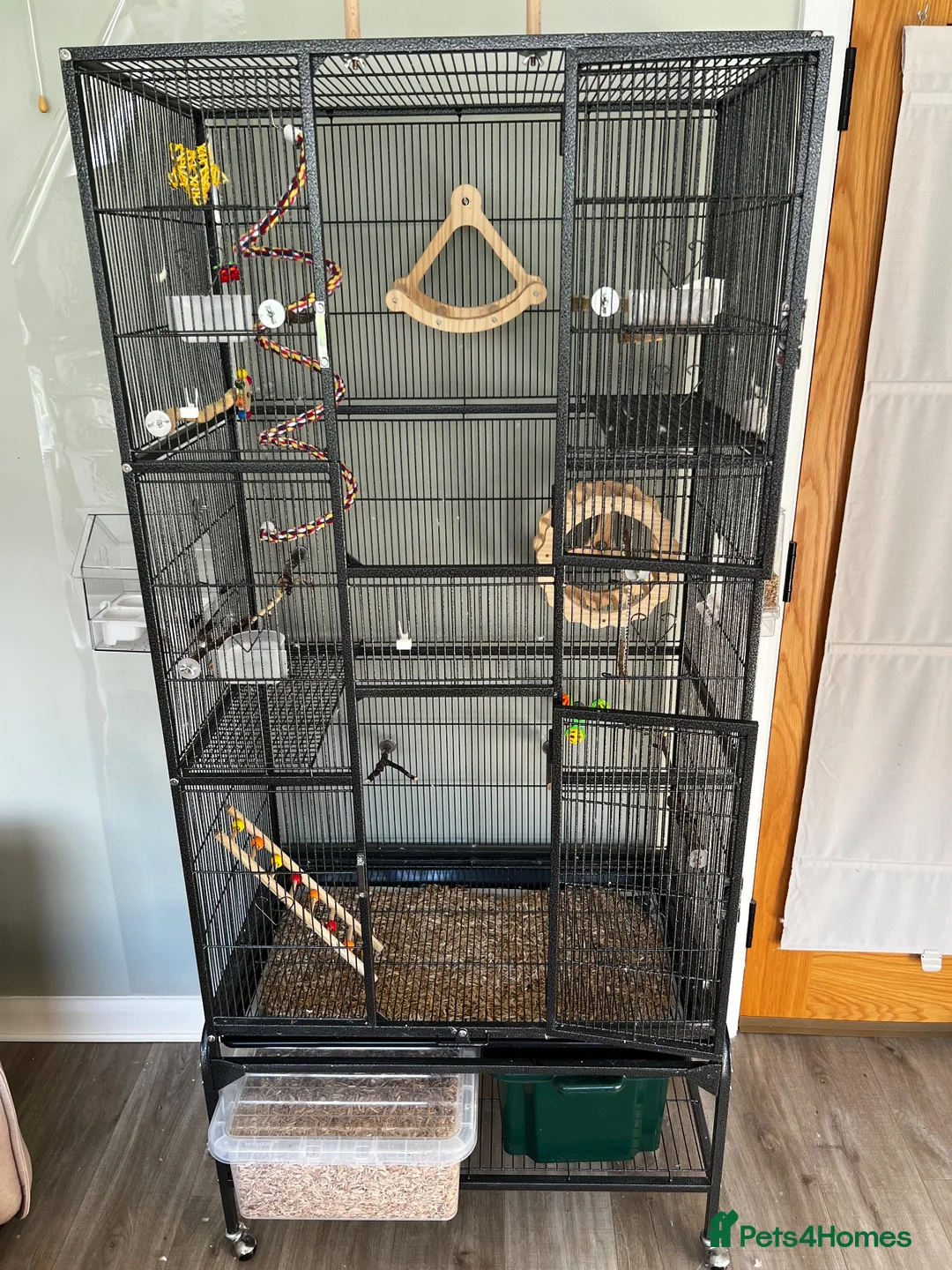 Budgerigars birds for sale: Two young budgies with cage and accessories in Llanidloes - Advert 3