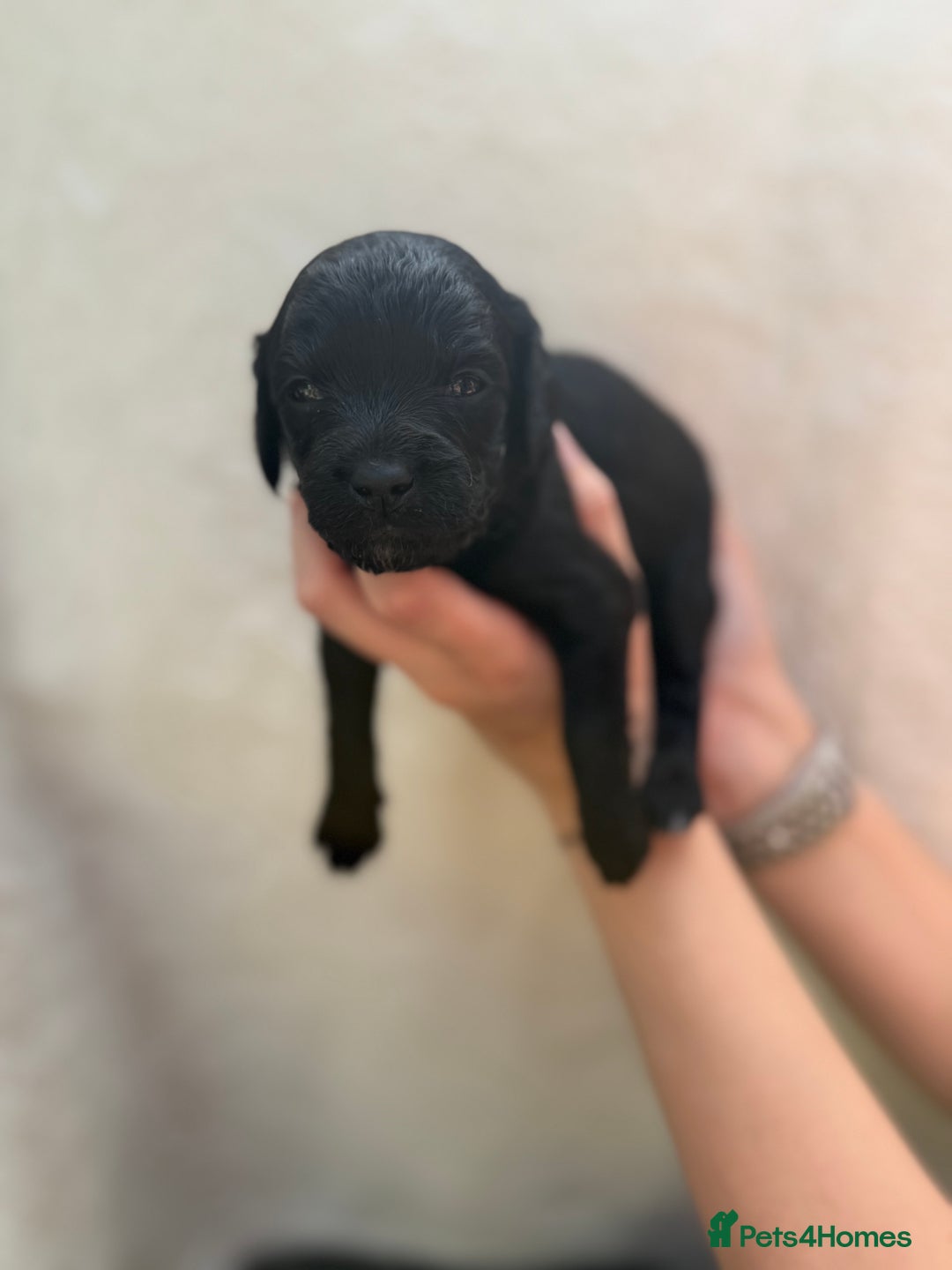 Mixed Breed dogs for sale: Cavapoo x cockapoo puppies in Loughborough - Image 15