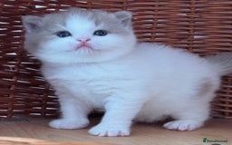 British Shorthair cats for sale: Fawn and white beautiful boy Tica ready Sep - Image 4