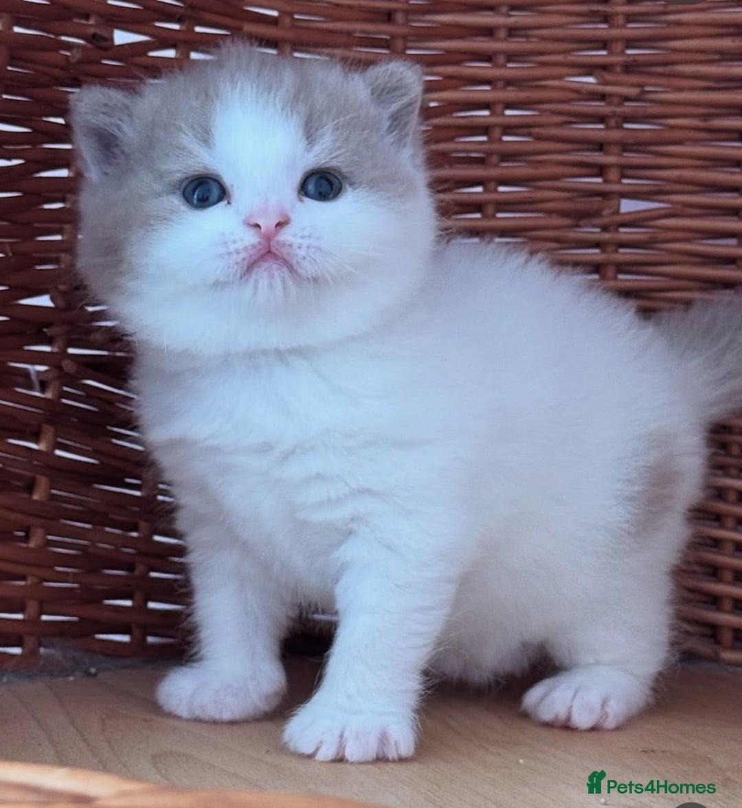 British Shorthair cats for sale: Fawn and white beautiful boy Tica ready Sep - Image 4