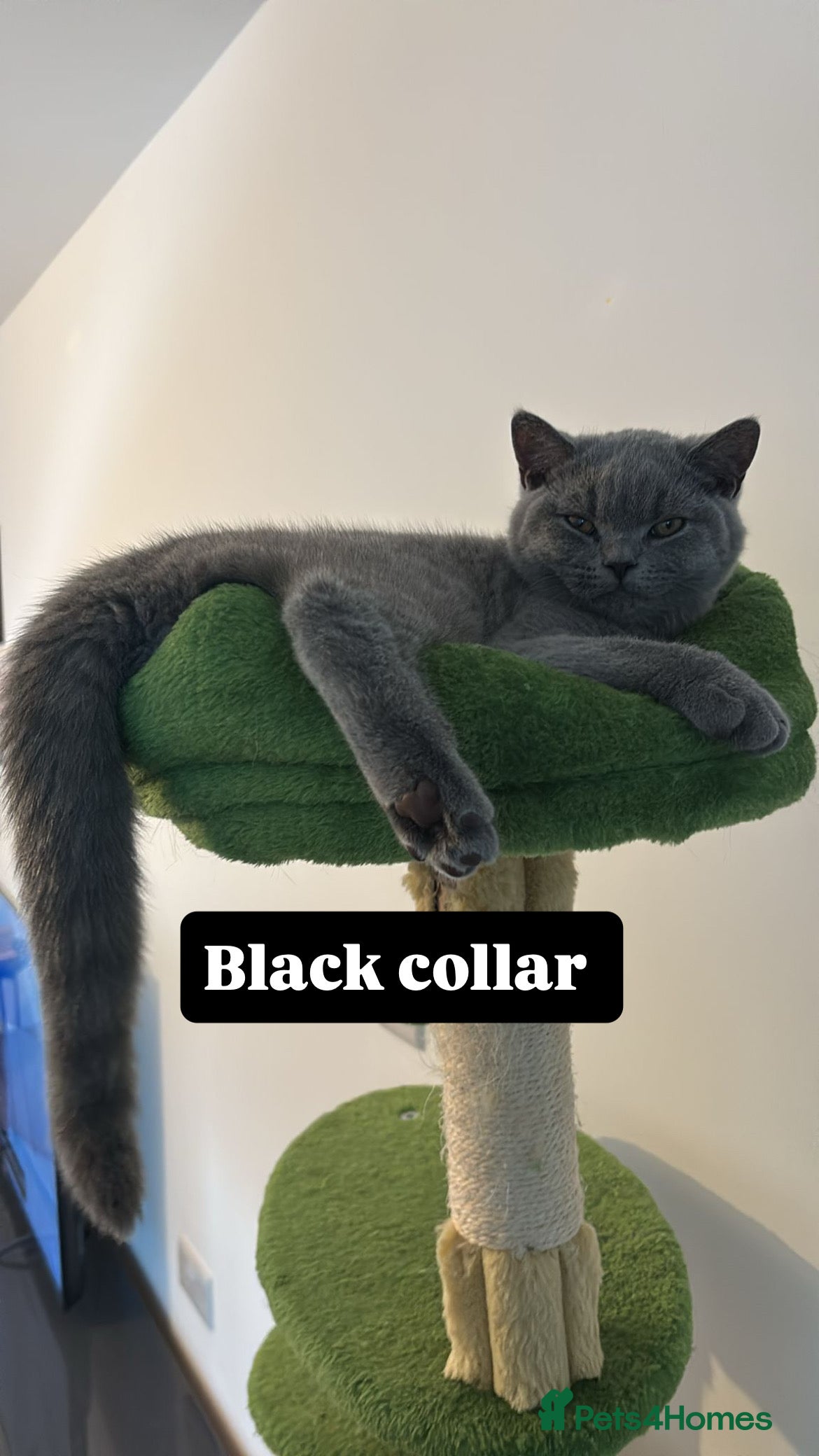 British Shorthair cats 🧸2 Remaining Chunky British Shorthair Kittens🧸 - Advert 14