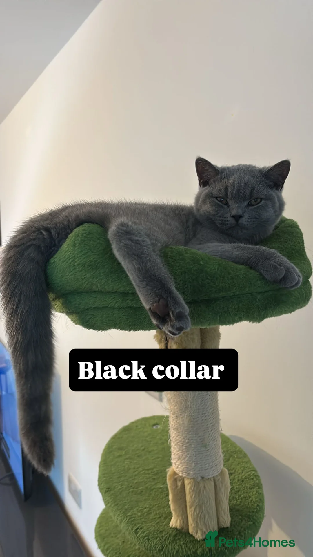 British Shorthair cats for sale: 🧸2 Remaining Chunky British Shorthair Kittens🧸 - Advert 1