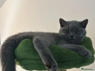 British Shorthair cats 🧸2 Remaining Chunky British Shorthair Kittens🧸 - Advert 14