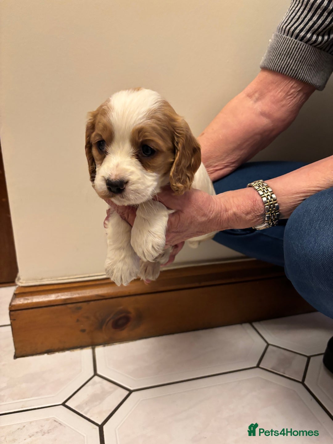 Cocker Spaniel dogs for sale: KC reg cocker spaniels  - Advert 40