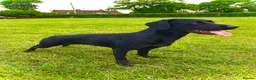 Labrador Retriever dogs for sale:  FTW Sired Working Labrador Pups – Black & Fox Red - Advert 8