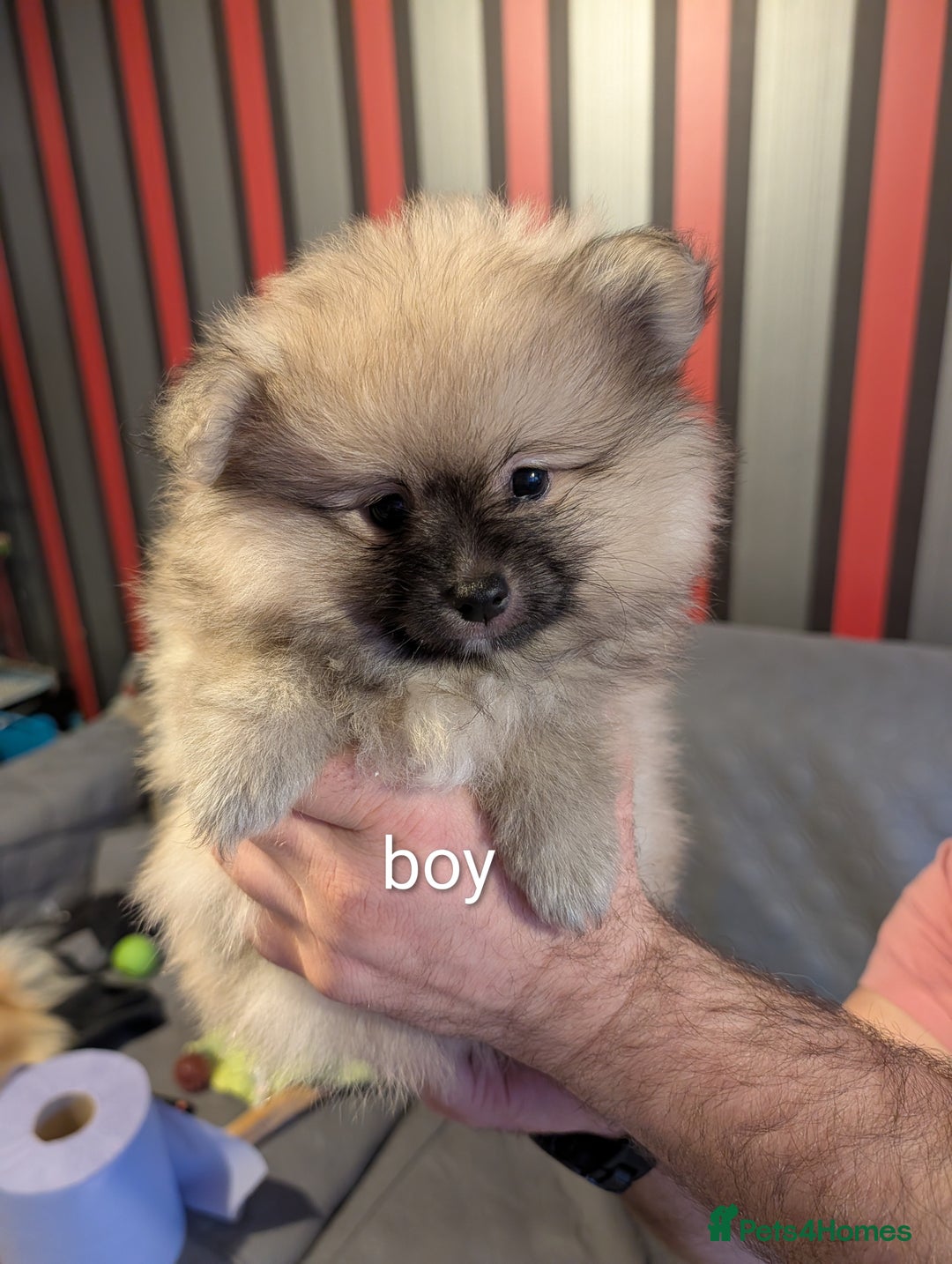 Pomeranian dogs for sale: Pomeranian puppies for sale - Advert 4