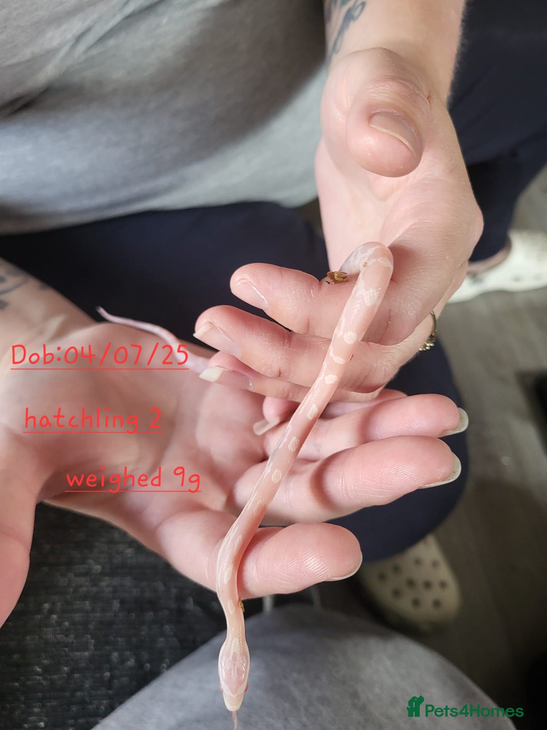 Corn Snake reptiles for sale: Beautiful corn snakes  - Image 8