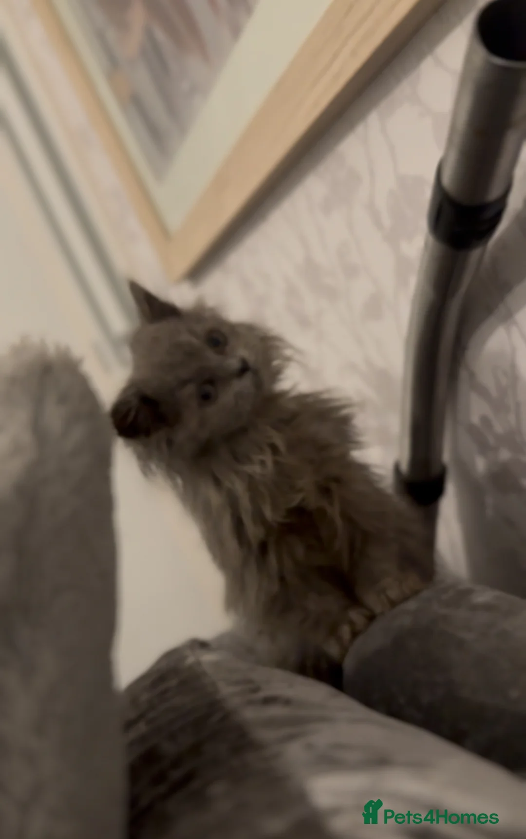 British Longhair cats for sale: Adorable British Longhair Kittens Ready Now! - Advert 9