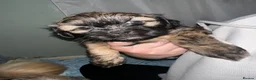Shih Tzu dogs for sale: Imperial Shih Tzu X Shorkie Puppies!! - Advert 6