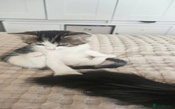 Mixed Breed cats for sale: Beautiful friendly kitties 💖 ready for homes 💕 - Image 31