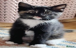 Domestic Shorthair cats for sale: Adorable Kittens for sale - 1 male and 1 female - Image 2