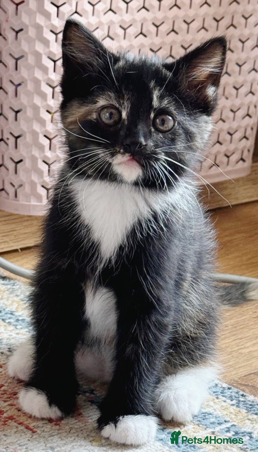Domestic Shorthair cats for sale: Adorable Kittens for sale - 1 male and 1 female - Image 2