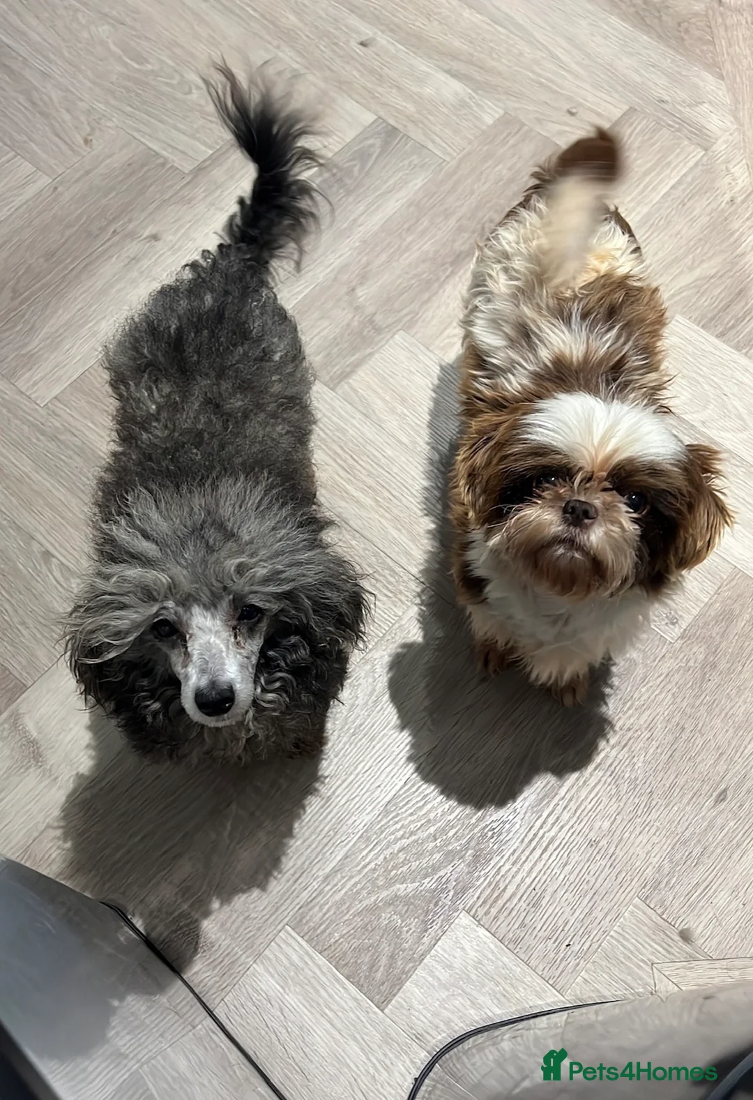 Toy Poodle dogs for adoption: 2 best friends  - Advert 2