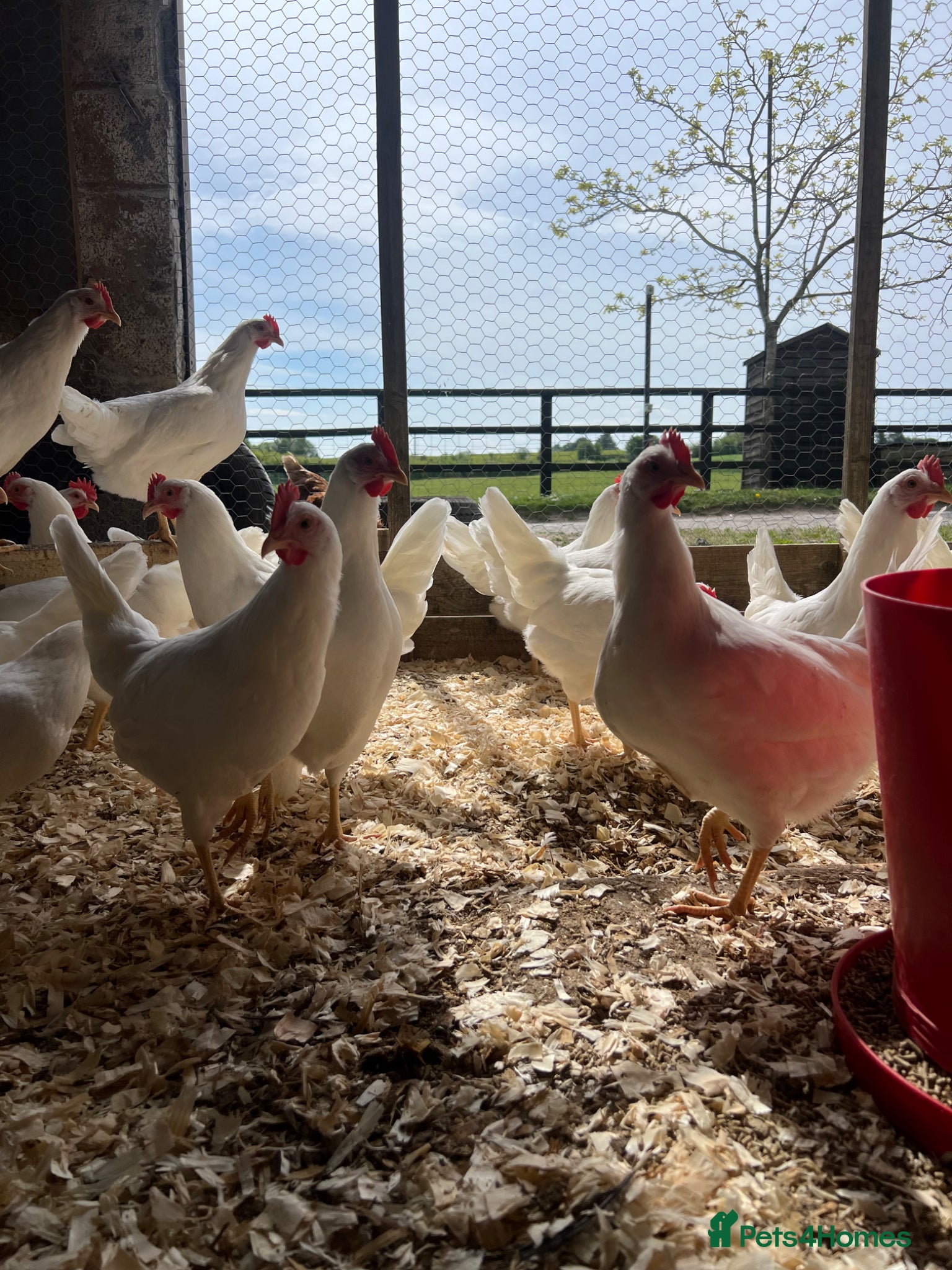 Chickens poultry Pol leghorns for sale  - Advert 21