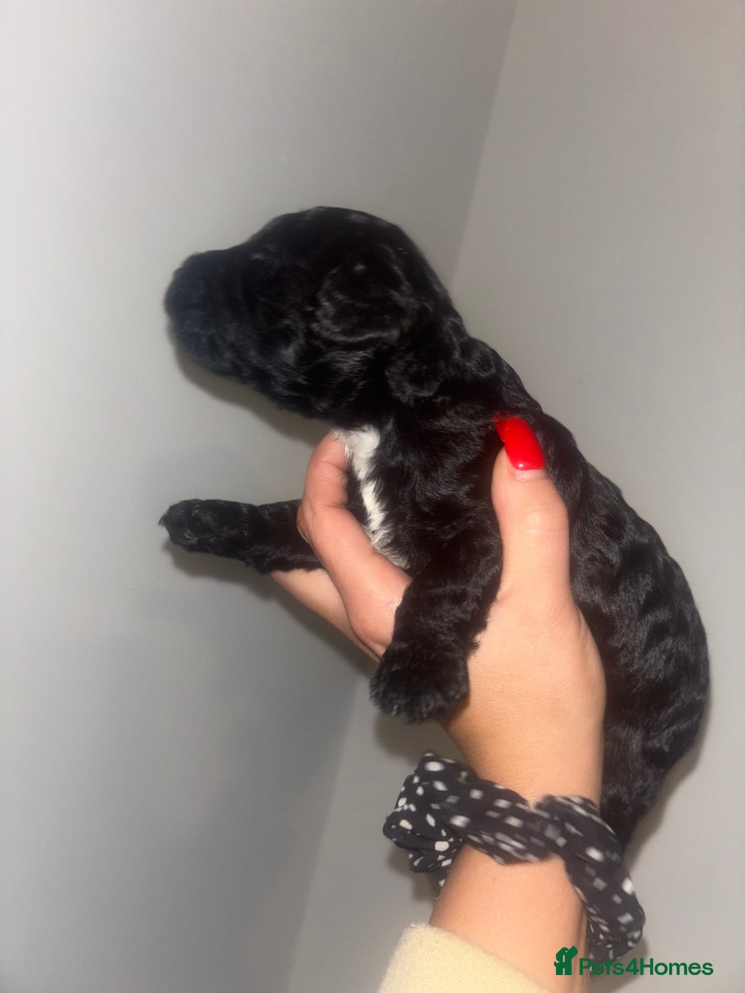 Cockapoo dogs for sale: Cockapoos puppies for sale *ready 19th feb* - Advert 14