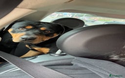 Rottweiler dogs for sale: Bruno. Stunning 1yr 8 months Rottweiler boy - Image 2