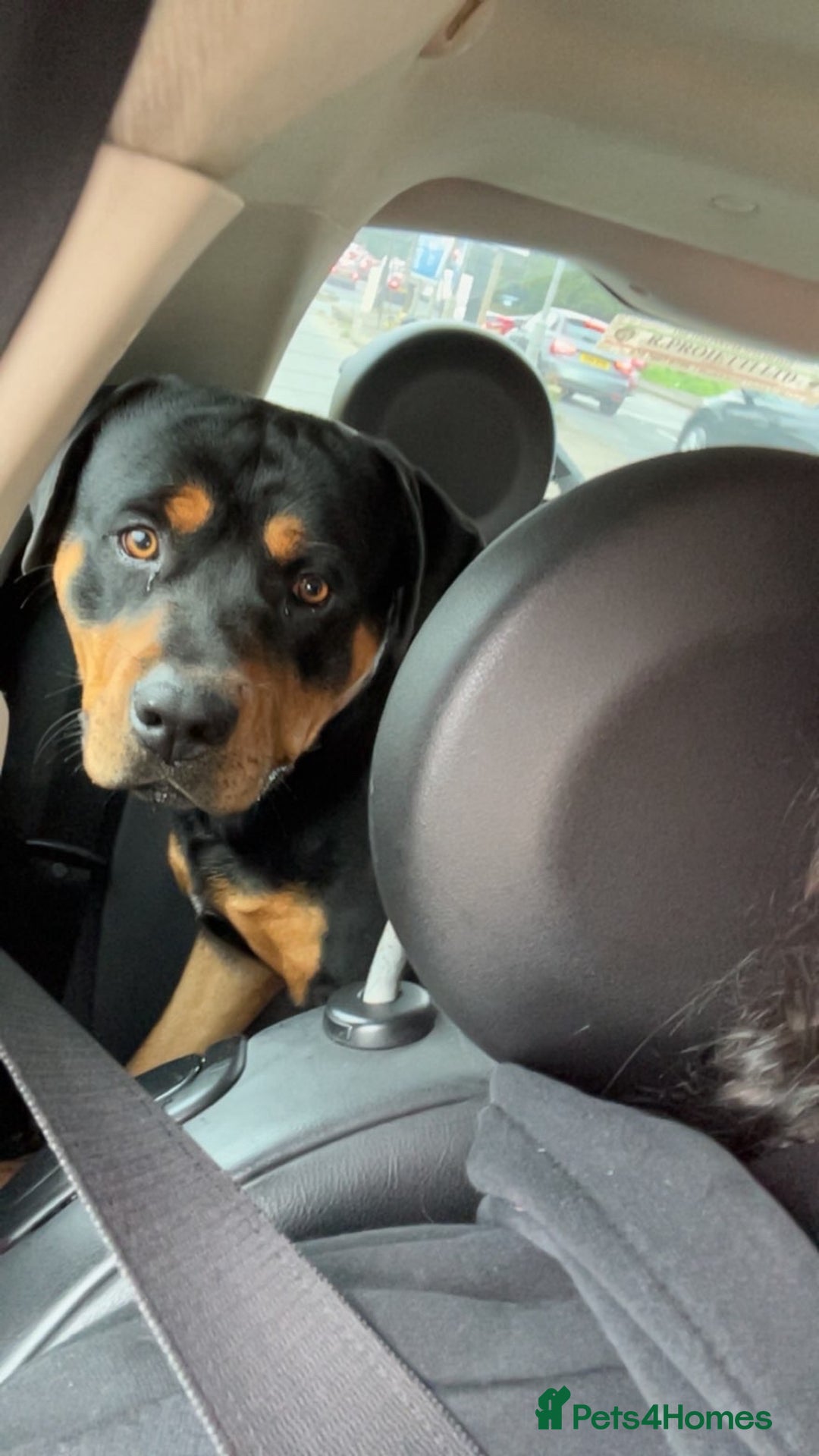 Rottweiler dogs for sale: Bruno. Stunning 1yr 8 months Rottweiler boy - Image 2