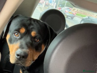 Rottweiler dogs - Advert 14