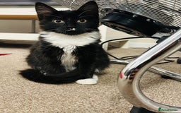 Mixed Breed cats for sale: Pepsi - Image 3