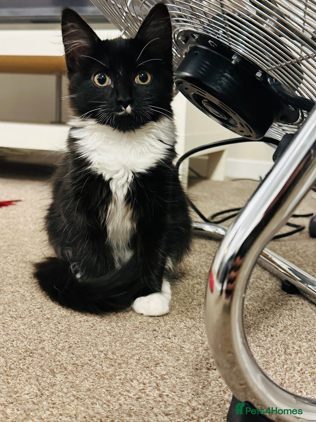 Mixed Breed cats for sale: Pepsi - Image 3