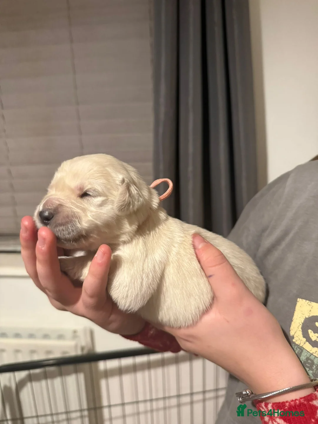 Golden Retriever dogs for sale: Full pedigree golden retriever puppies  - Advert 7