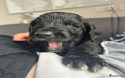 Mixed Breed dogs for sale: Gordondoodle  - Image 11