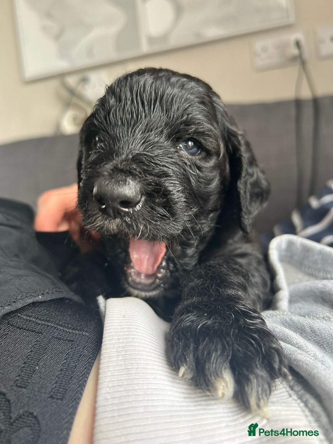 Mixed Breed dogs for sale: Gordondoodle  - Image 11