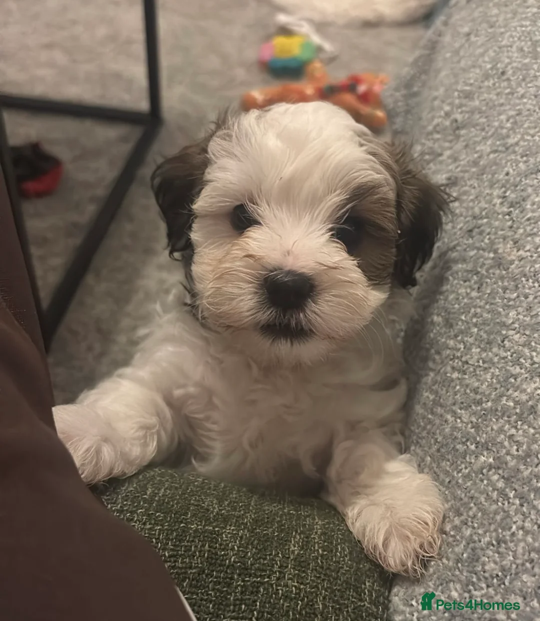 Mixed Breed dogs for sale: Malshipoo Puppy looking for his forever home - Advert 2