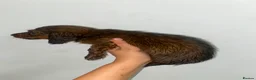 Miniature Dachshund dogs for sale: Stunning full fluffy miniature dachshunds - Advert 10