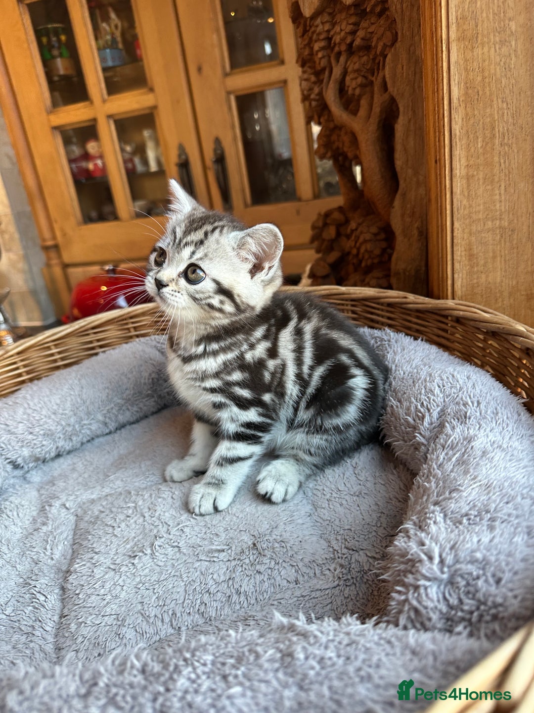 British Shorthair cats for sale: BSH stunning Silver Tabby kittens - Advert 19