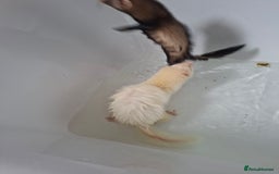 Ferret rodents for sale: 2 ferrets, 1 male albino and 1 female micro - Image 5