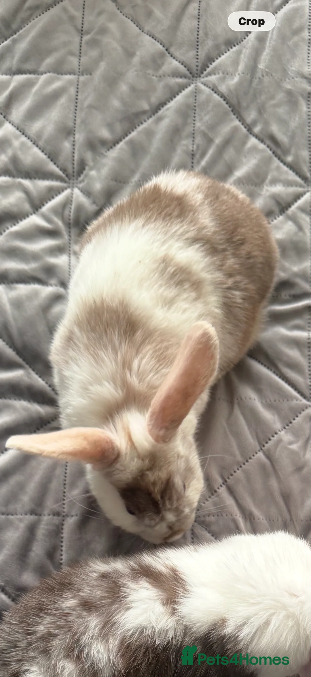 Mini Lop rabbits for sale: Female mini lop  - Advert 1