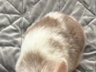 Mini Lop rabbits Female mini lop - Advert 2