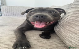 Staffordshire Bull Terrier dogs for sale: 9 month old blue staffy  - Image 5