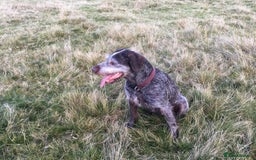 Mixed Breed dogs for sale: 2 Female puppies for sale  - Image 3