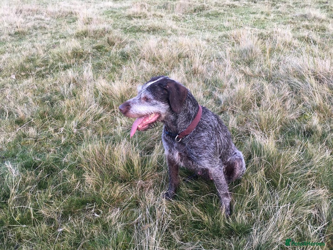 Mixed Breed dogs for sale: 2 Female puppies for sale  - Image 3