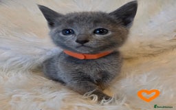 Russian Blue cats for sale: GCCF, CHAMPION SIRED RUSSIAN BLUE KITTENS - Advert 22