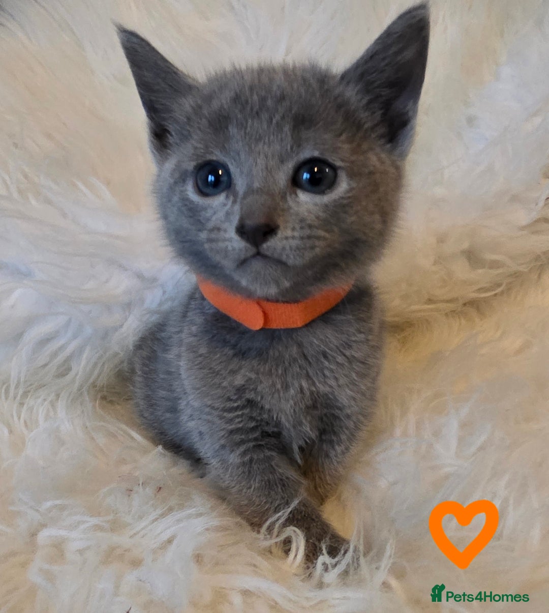 Russian Blue cats for sale: GCCF, CHAMPION SIRED RUSSIAN BLUE KITTENS - Advert 22