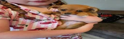Mixed Breed dogs for sale: Dachshund cross pomeranian puppies in Rowley Regis - Advert 6