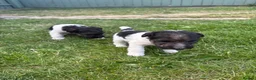 Fox Terrier dogs for sale: Fox terrier puppies kc registered  in Darlington - Advert 5