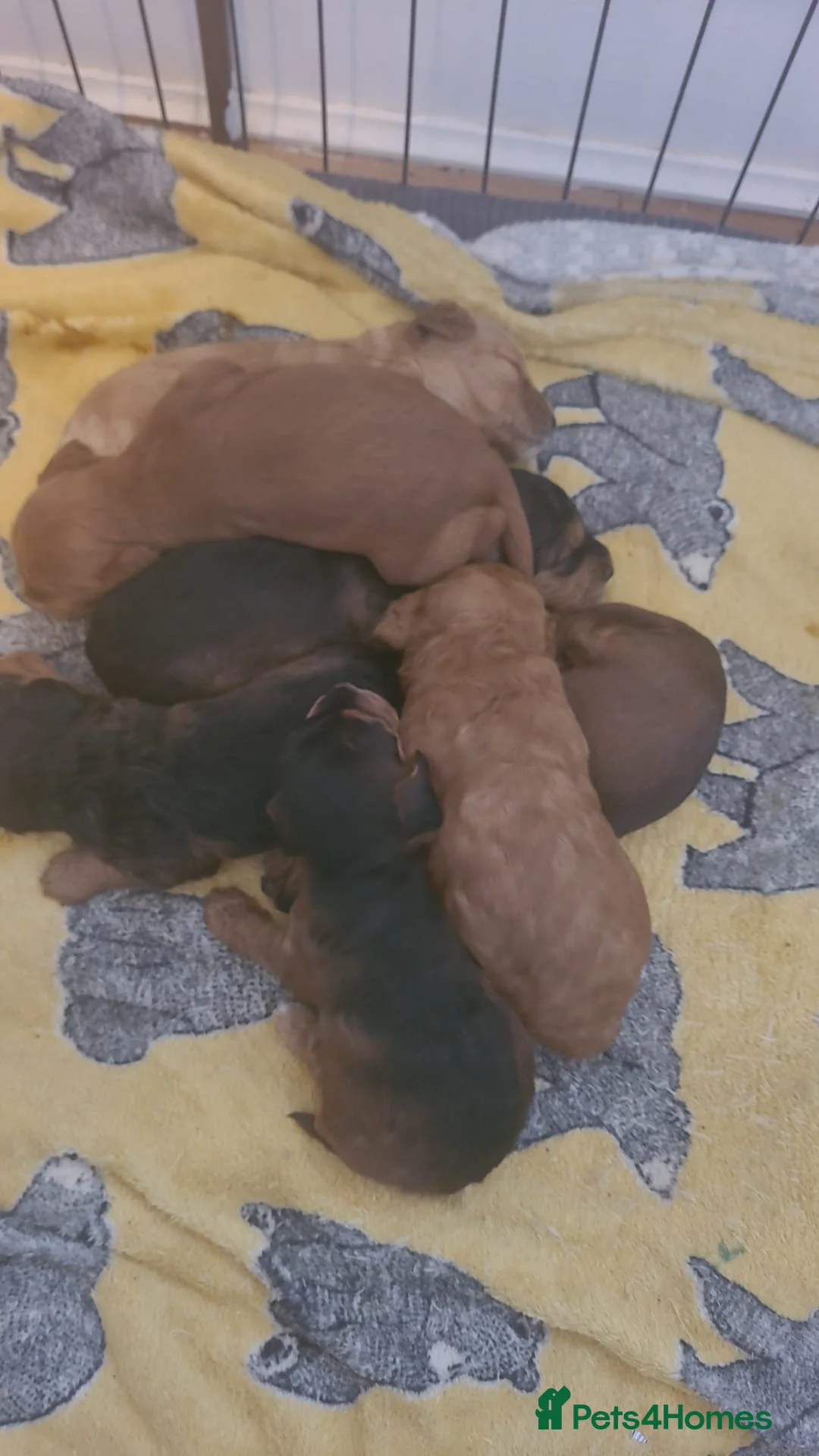 Toy Poodle dogs for stud: toy poodle short notice DNA clear PRA in Nottingham - Advert 28