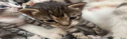 Mixed Breed cats for sale: Bengal cross kittens - Advert 7
