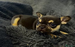 French Bulldog dogs for sale: KC Fluffy Carriers Isabella French Bulldogs puppy - Image 3