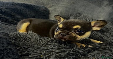 French Bulldog dogs - Advert 12