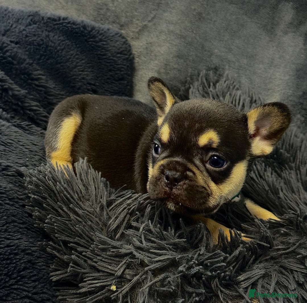 French Bulldog dogs for sale: KC Fluffy Carriers Isabella French Bulldogs puppy - Image 3