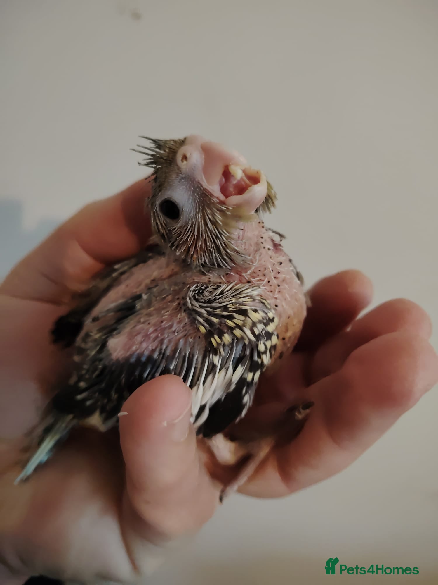 Cockatiels birds Baby cockatiels hand rear - Advert 16